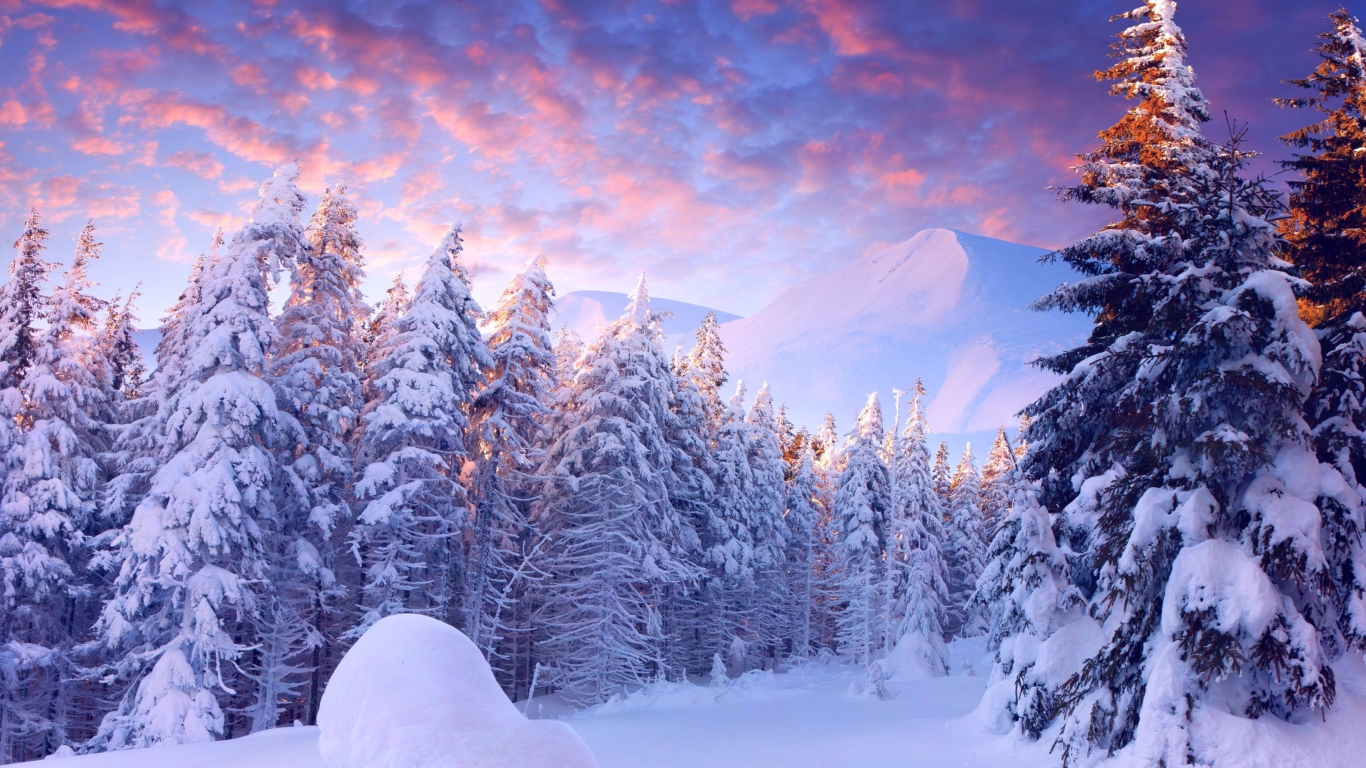 Fondo de pantalla Snowy Christmas Trees In Forest 1366x768