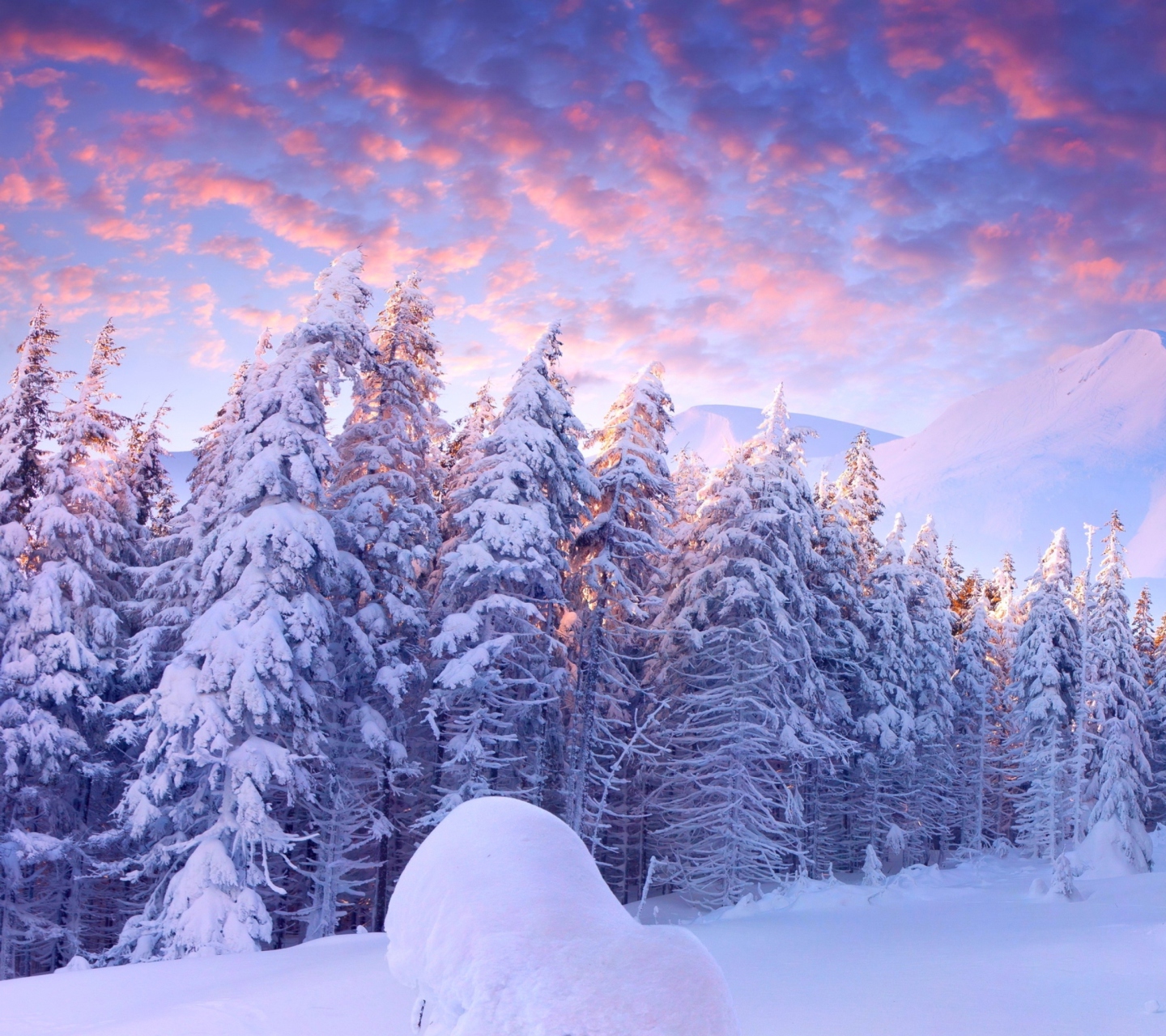 Snowy Christmas Trees In Forest wallpaper 1440x1280