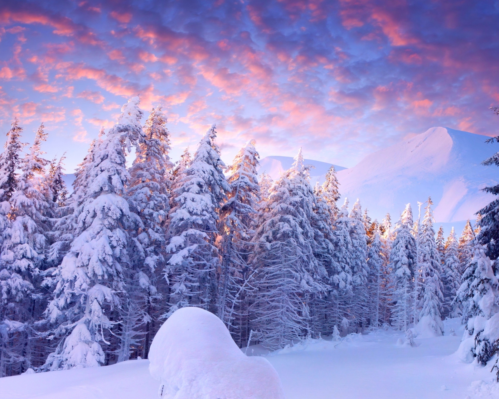 Das Snowy Christmas Trees In Forest Wallpaper 1600x1280