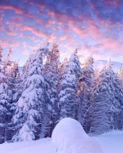 Das Snowy Christmas Trees In Forest Wallpaper 176x220