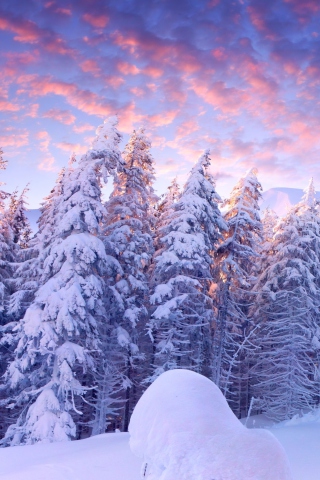 Das Snowy Christmas Trees In Forest Wallpaper 320x480