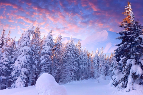 Snowy Christmas Trees In Forest wallpaper 480x320