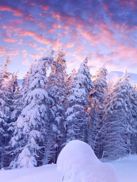 Das Snowy Christmas Trees In Forest Wallpaper 480x640
