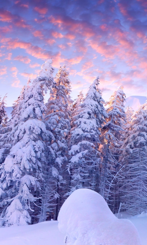 Обои Snowy Christmas Trees In Forest 480x800