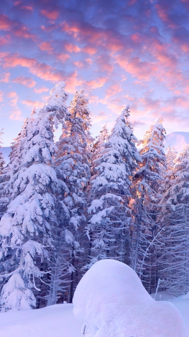Snowy Christmas Trees In Forest wallpaper 640x1136