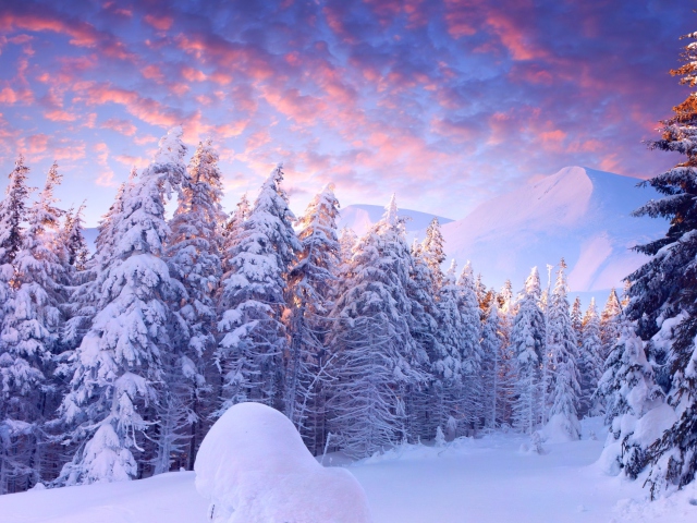 Snowy Christmas Trees In Forest wallpaper 640x480