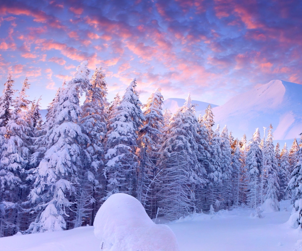 Das Snowy Christmas Trees In Forest Wallpaper 960x800