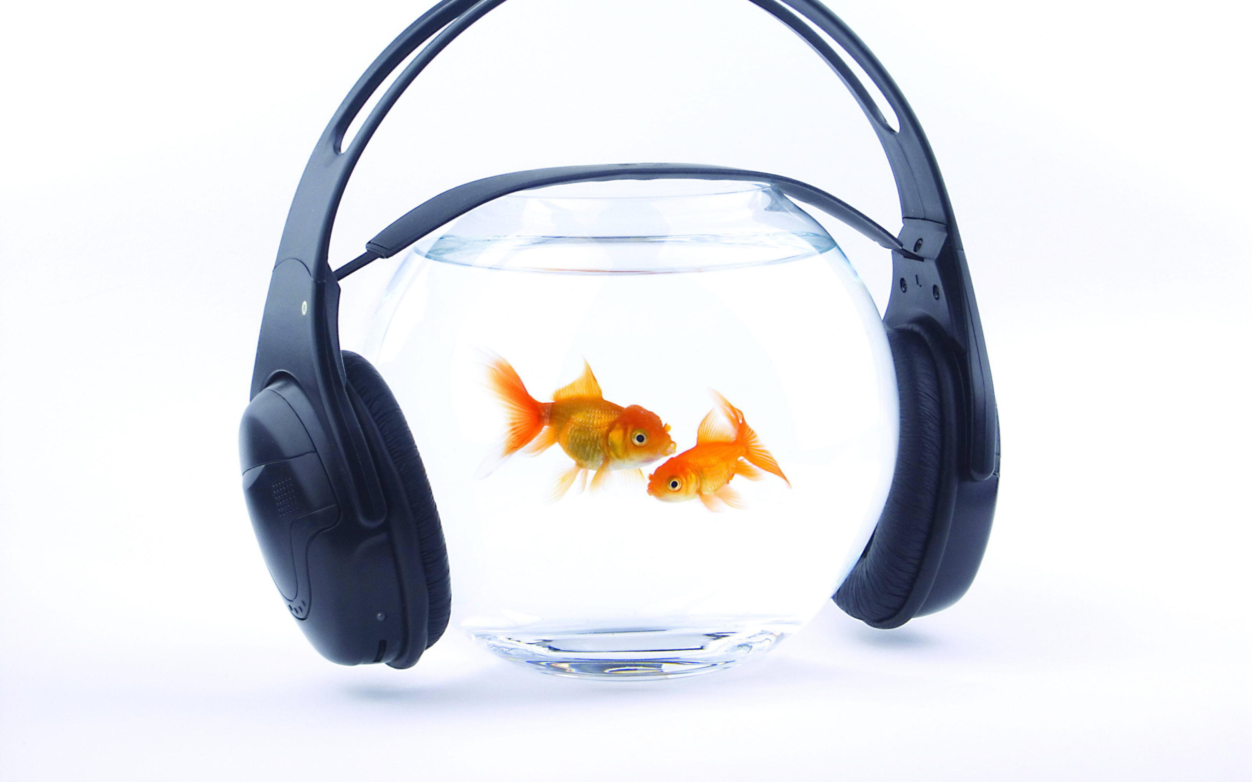 Fish Music wallpaper 2560x1600