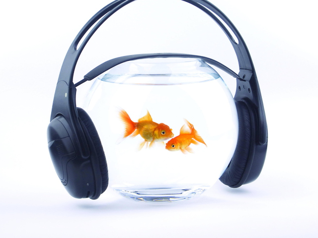 Обои Fish Music 640x480