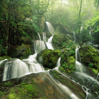 Kostenloses Tropical Forest Waterfall Wallpaper für 208x208