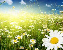 Fondo de pantalla Camomile Field 220x176