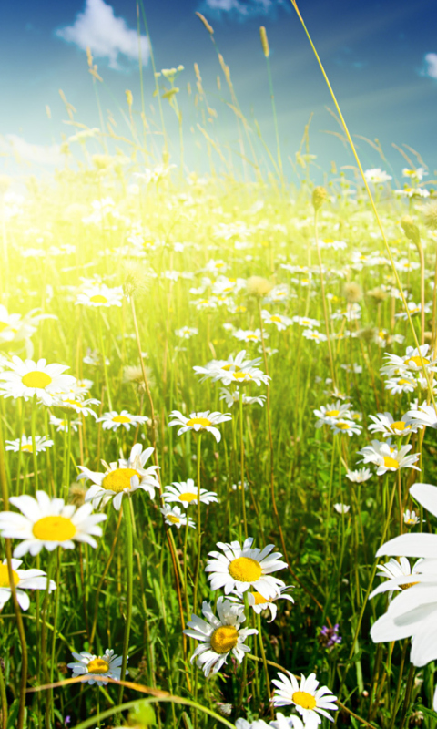 Sfondi Camomile Field 480x800