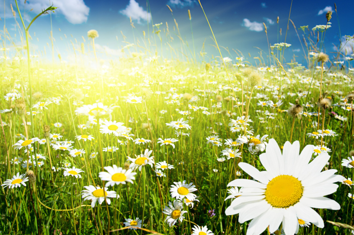 Camomile Field wallpaper