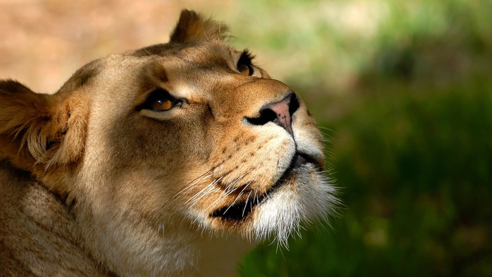 Sfondi Lion 1600x900
