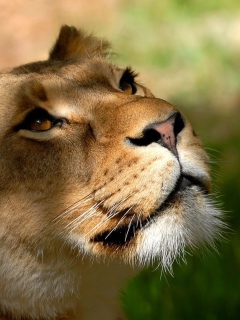 Lion screenshot #1 240x320