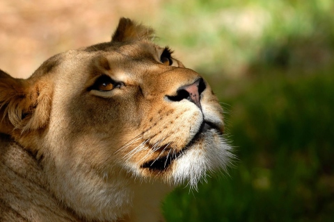 Lion wallpaper 480x320