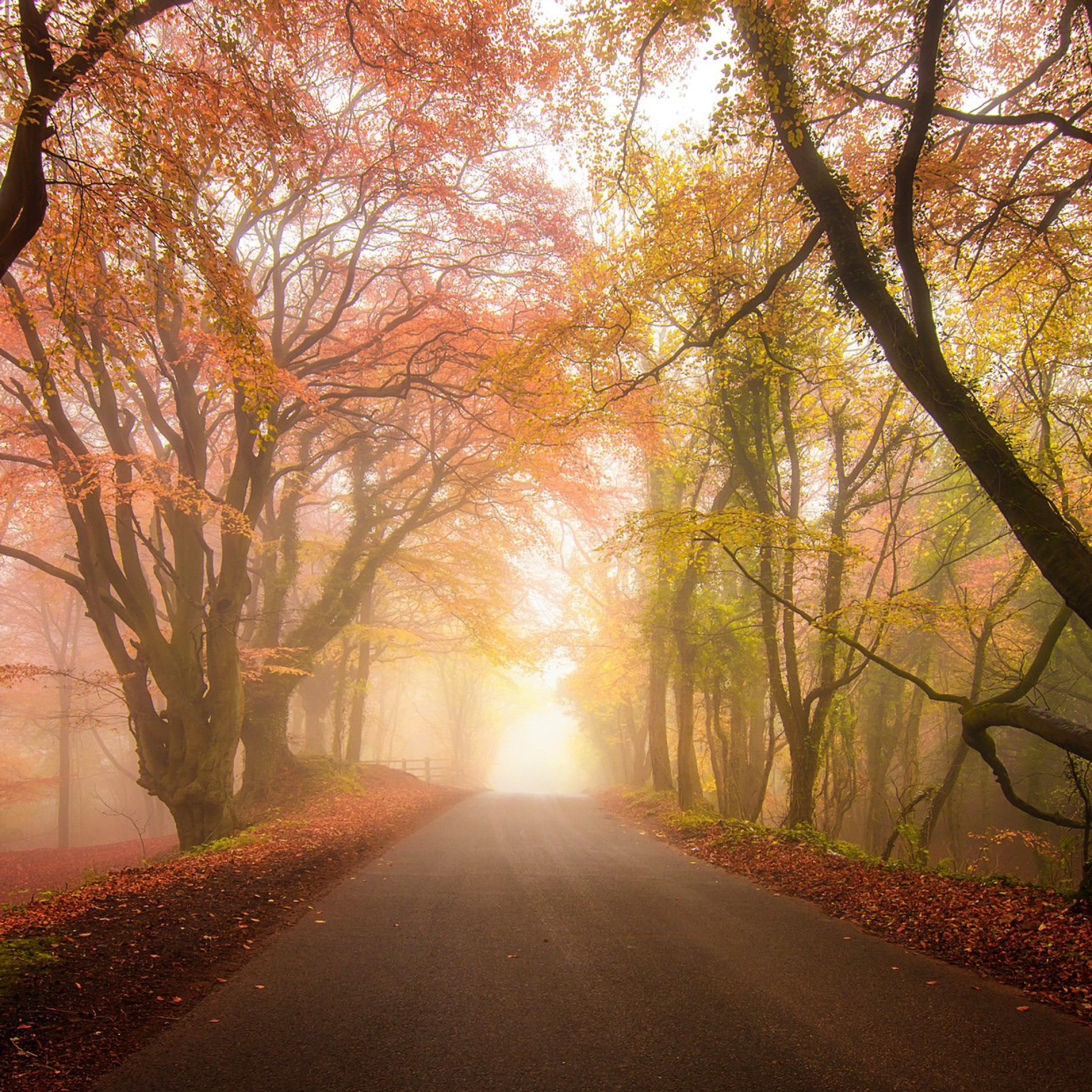 Foggy Road screenshot #1 2048x2048