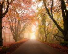 Foggy Road wallpaper 220x176