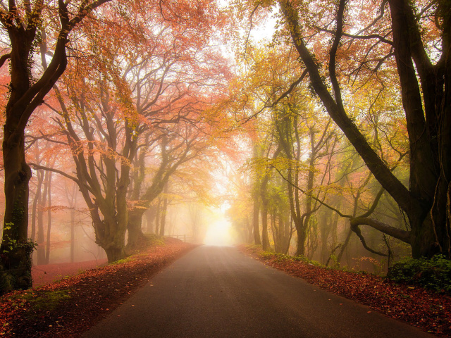 Foggy Road wallpaper 640x480