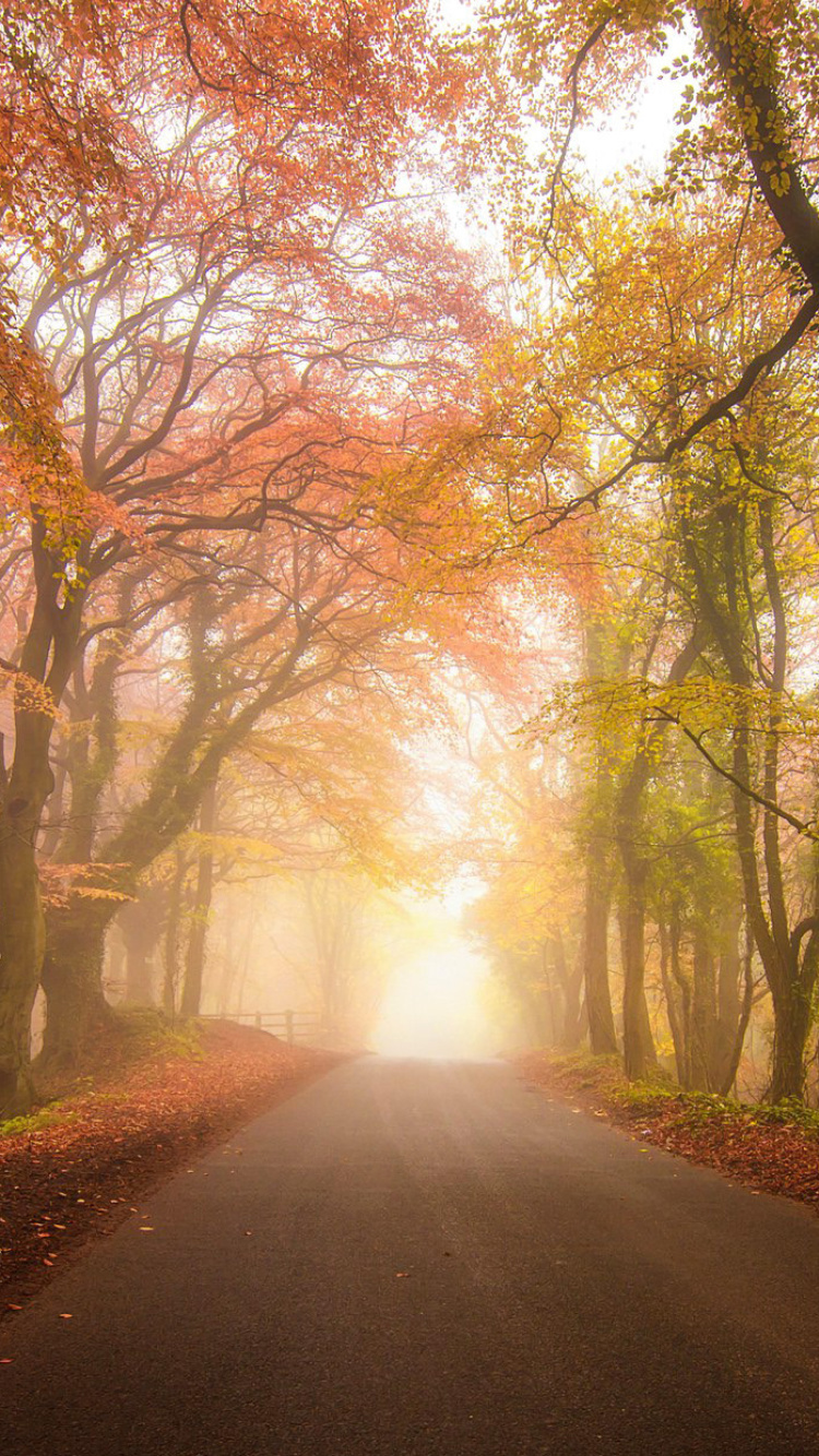 Das Foggy Road Wallpaper 750x1334