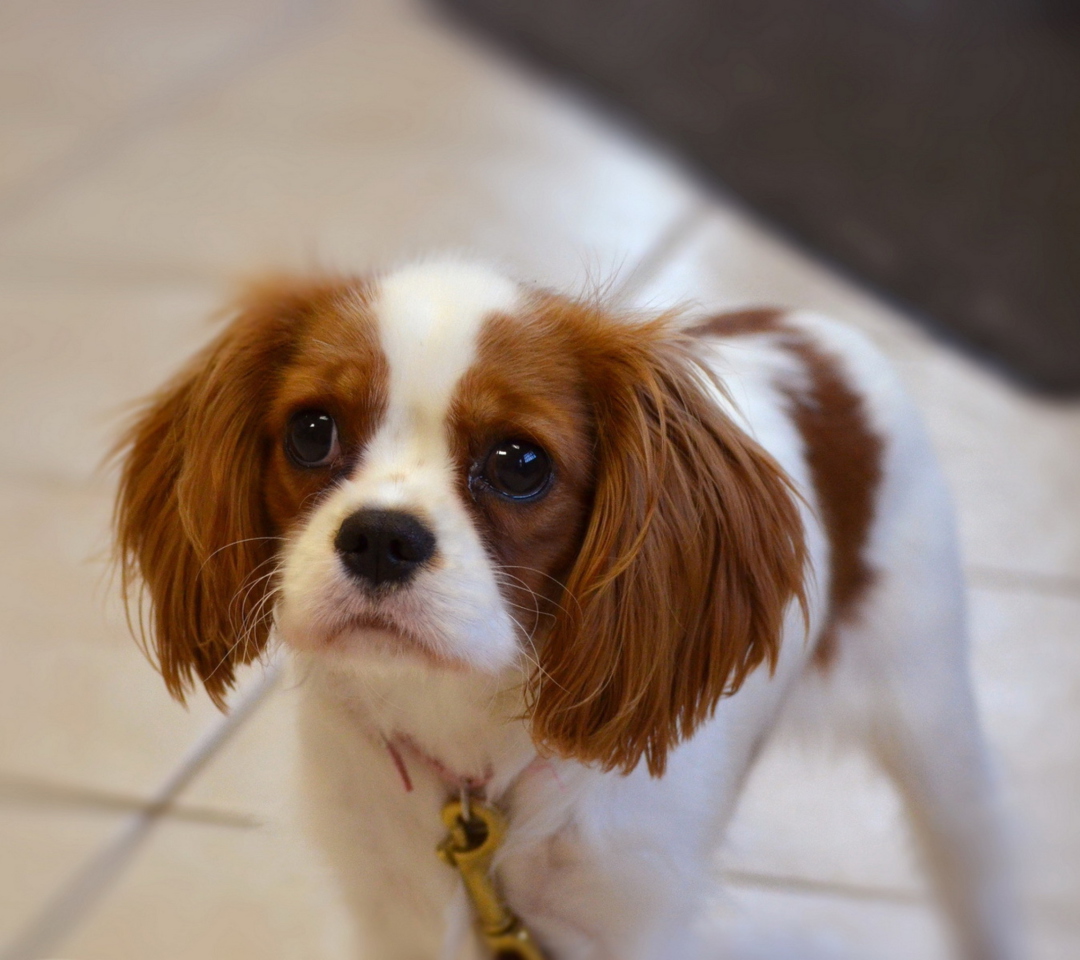 Обои Charles Spaniel Puppy 1080x960