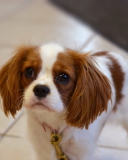 Charles Spaniel Puppy screenshot #1 128x160