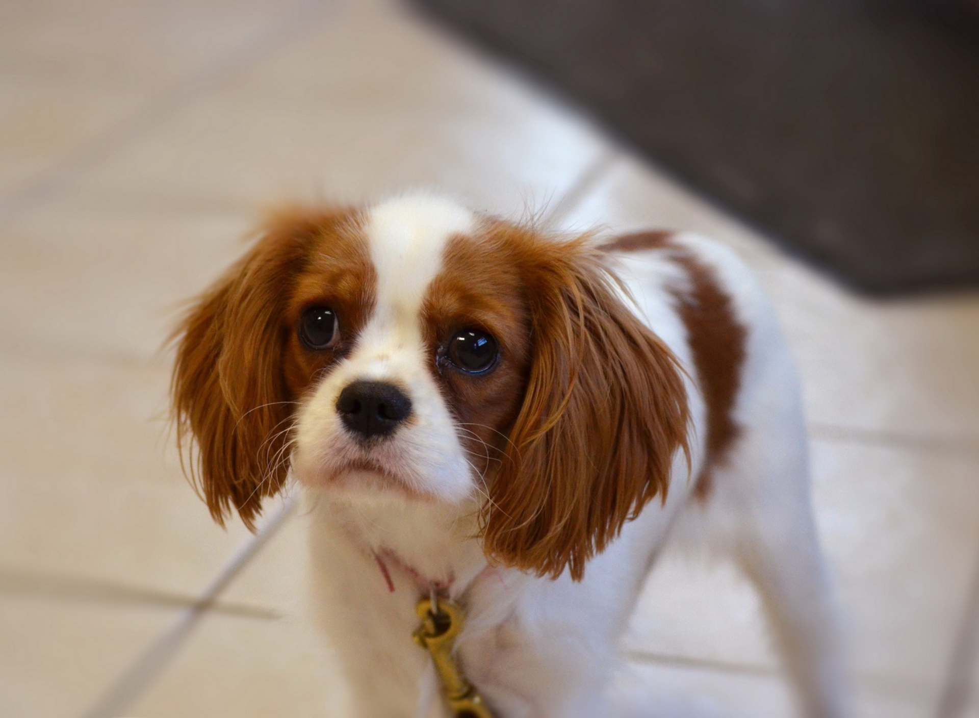 Sfondi Charles Spaniel Puppy 1920x1408