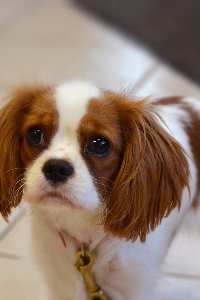 Charles Spaniel Puppy screenshot #1 640x960