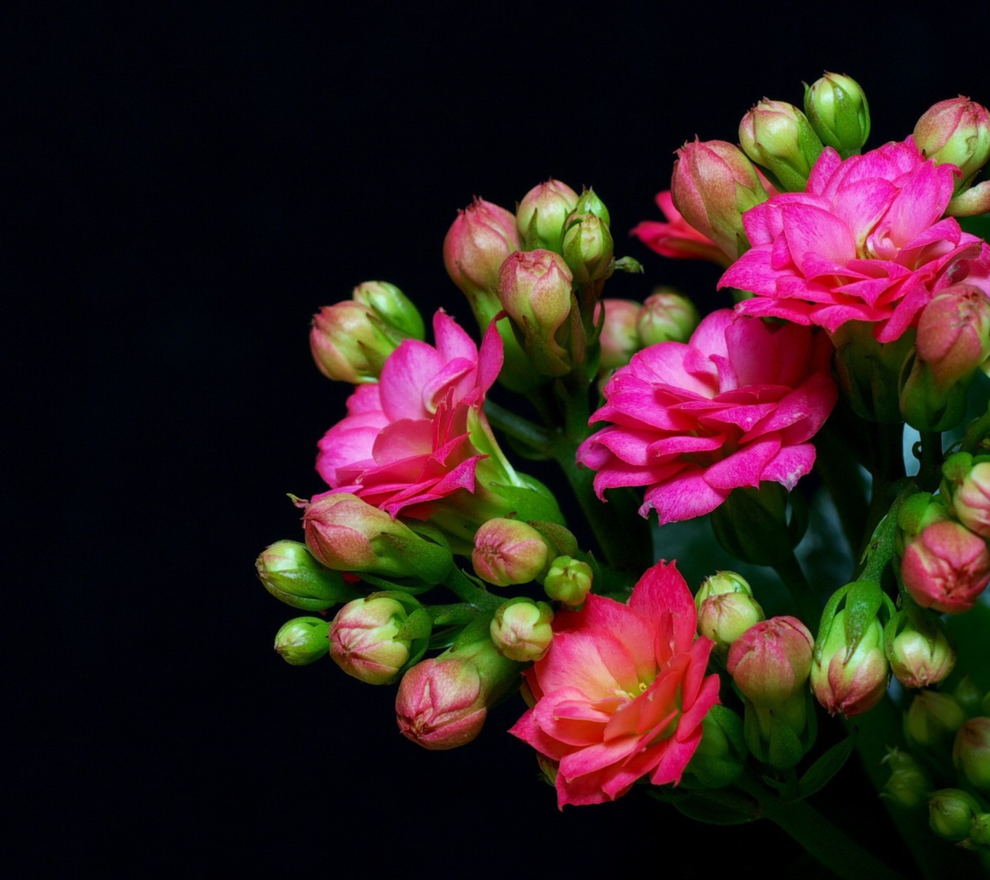 Screenshot №1 pro téma Masterpiece Floral 1440x1280