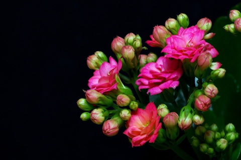 Masterpiece Floral screenshot #1 480x320