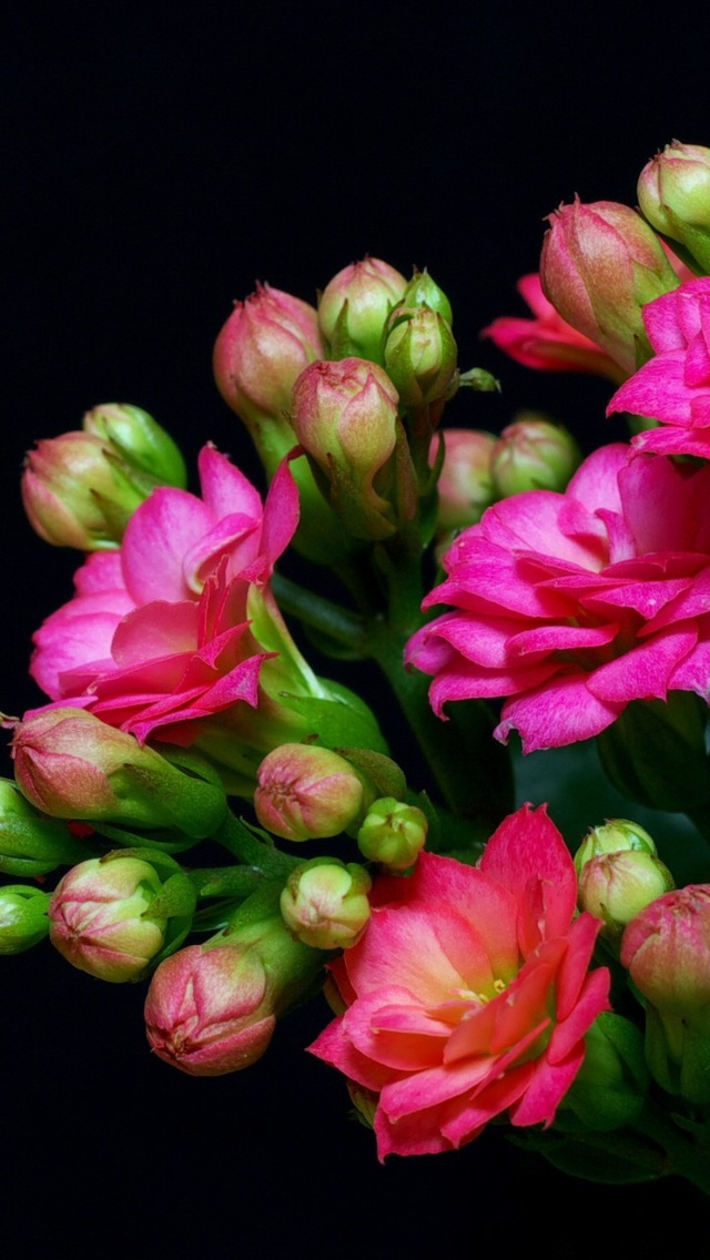 Fondo de pantalla Masterpiece Floral 640x1136