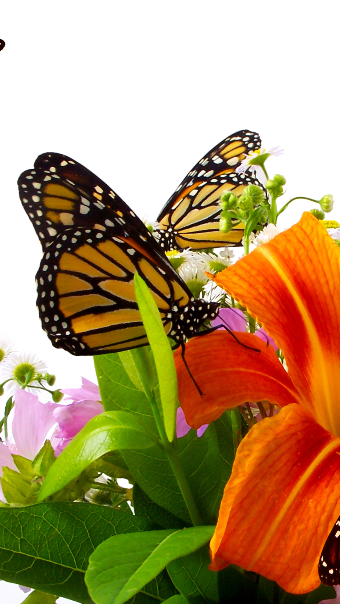 Обои Lilies and orange butterflies 1080x1920