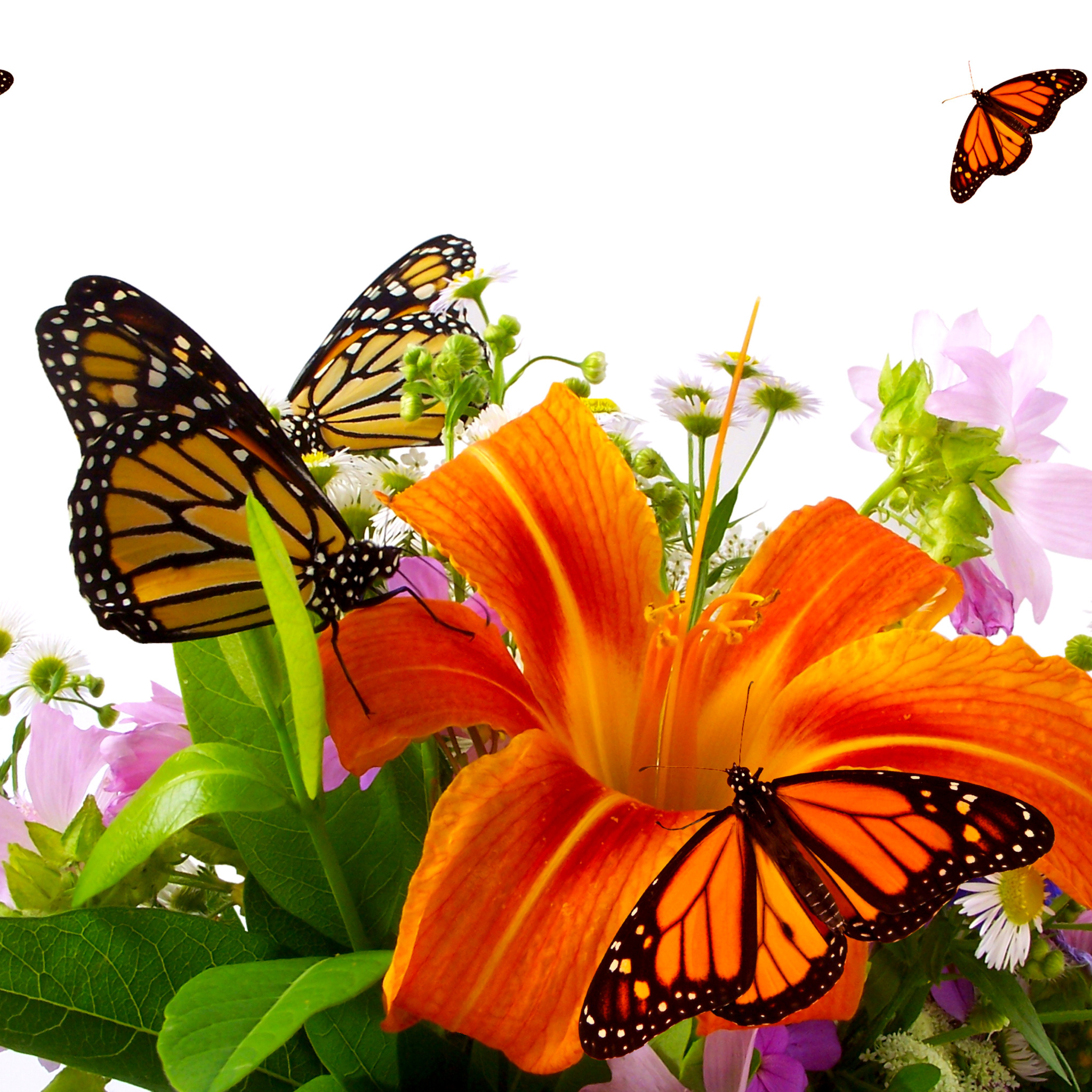 Fondo de pantalla Lilies and orange butterflies 2048x2048