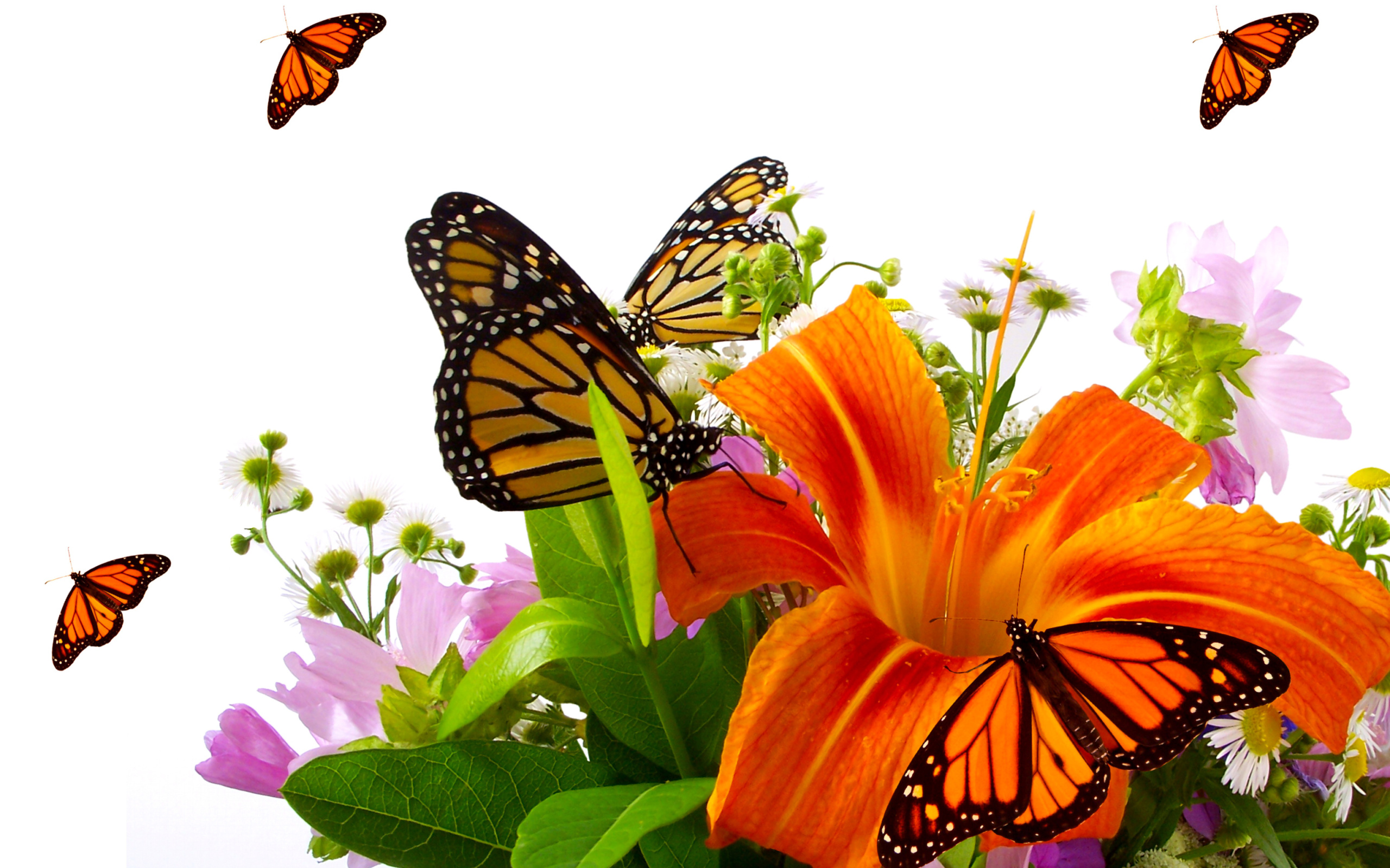 Sfondi Lilies and orange butterflies 2560x1600