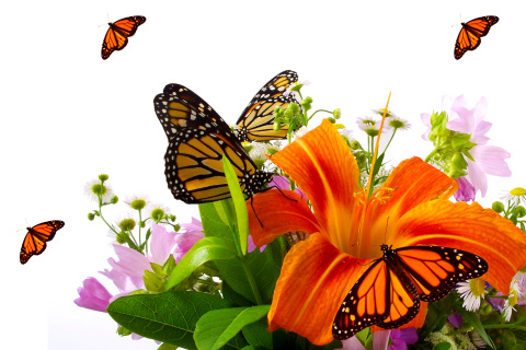 Fondo de pantalla Lilies and orange butterflies 480x320