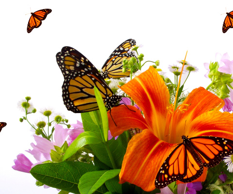 Обои Lilies and orange butterflies 480x400