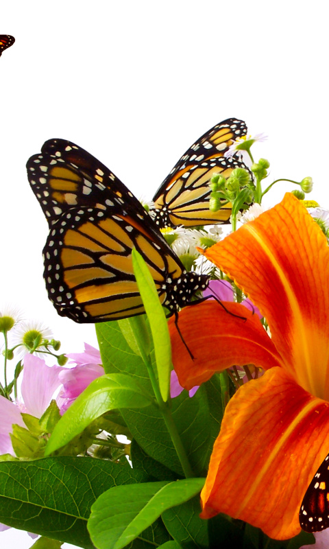 Обои Lilies and orange butterflies 480x800