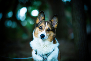 Kostenloses Friendly Dog Wallpaper für Android, iPhone und iPad