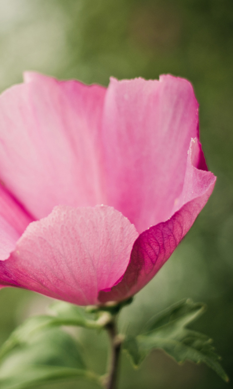 Pink On Green wallpaper 480x800