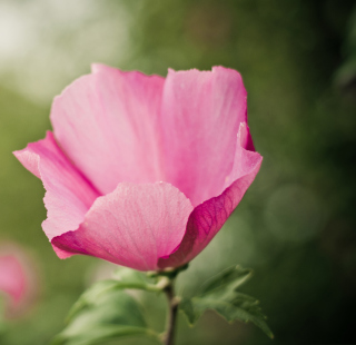 Pink On Green Background for iPad 3