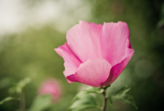 Pink On Green - Obrázkek zdarma 