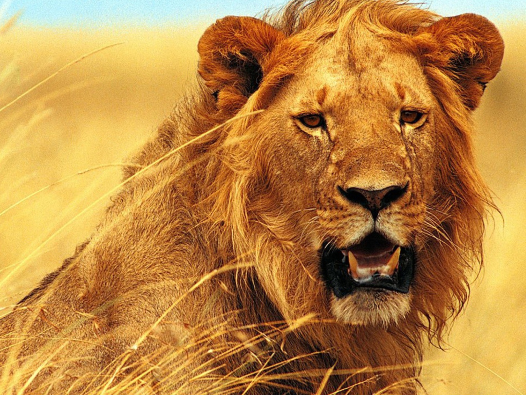 Fondo de pantalla Wild Lion 1024x768