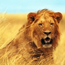 Wild Lion wallpaper 128x128