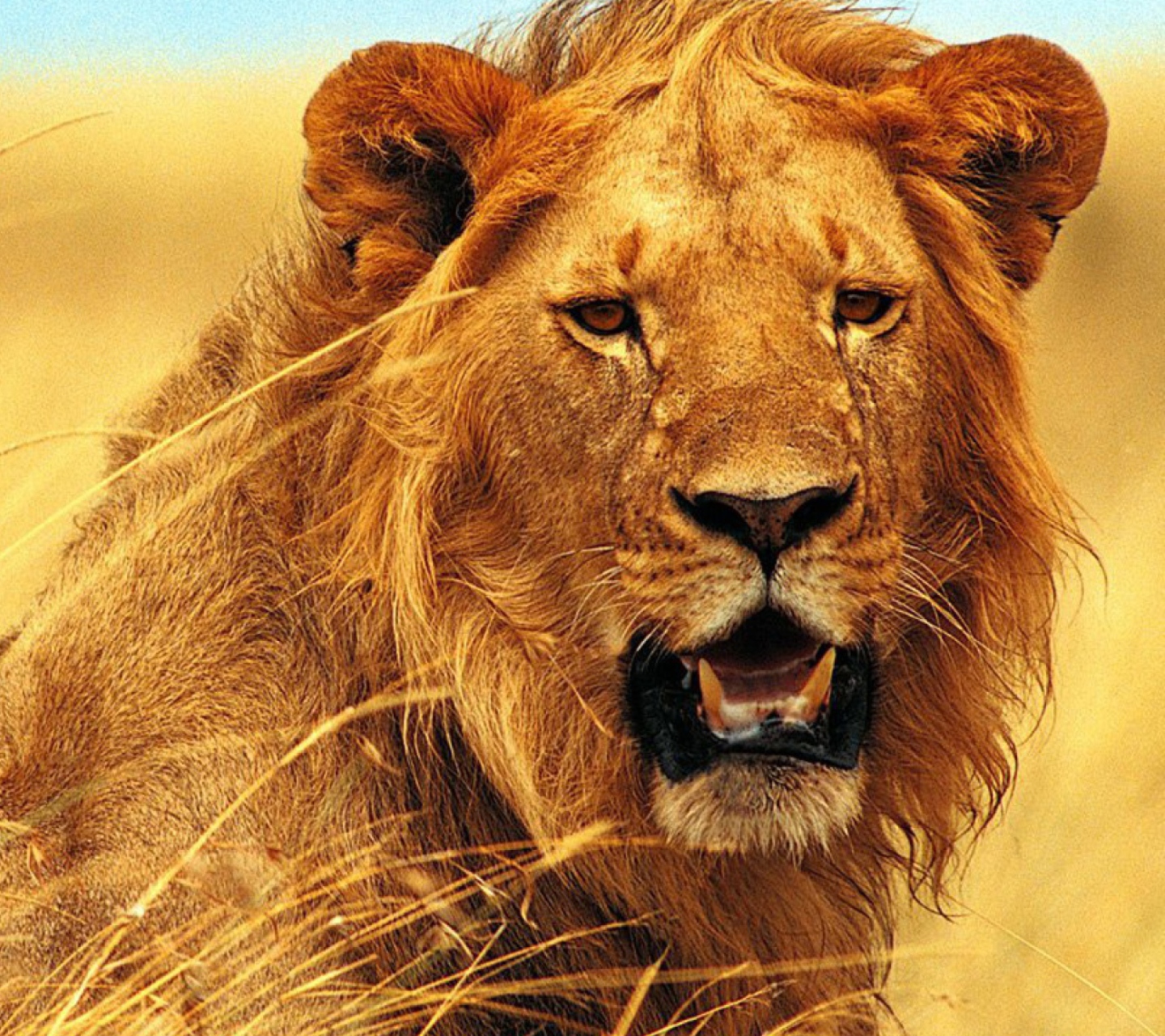 Обои Wild Lion 1440x1280