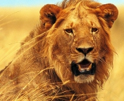 Wild Lion wallpaper 176x144