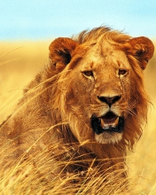 Fondo de pantalla Wild Lion 176x220