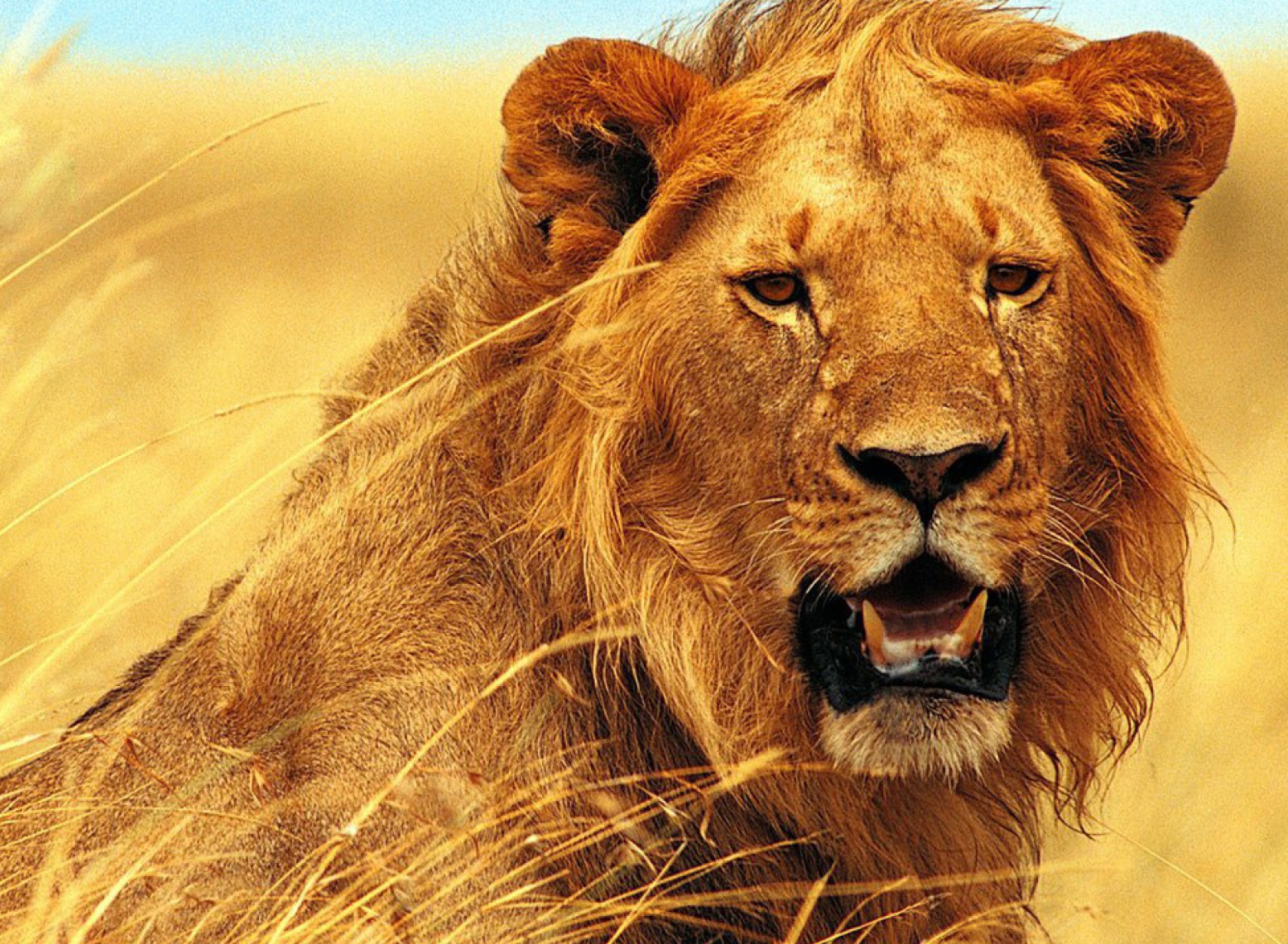 Wild Lion wallpaper 1920x1408