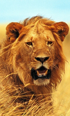 Das Wild Lion Wallpaper 240x400