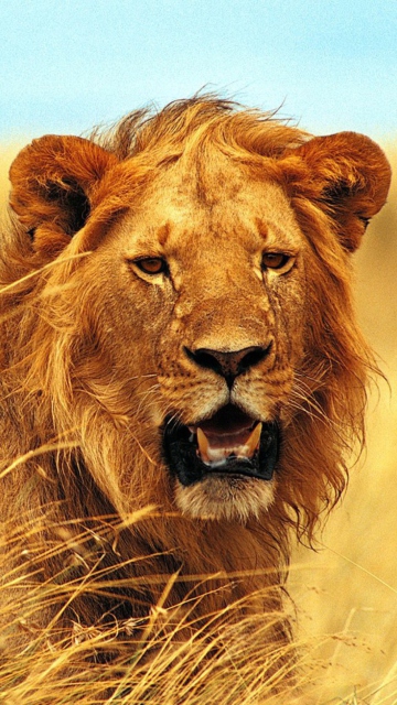 Das Wild Lion Wallpaper 360x640