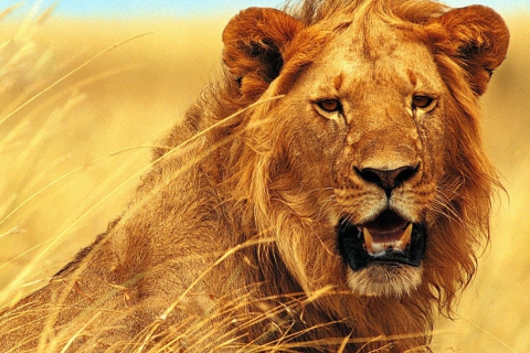 Das Wild Lion Wallpaper 480x320